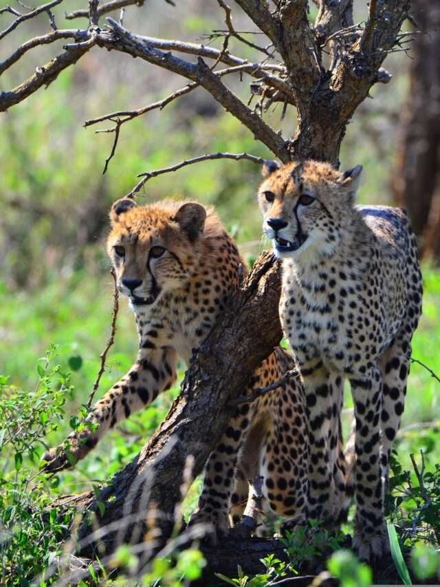 cheetah-4097849_1920