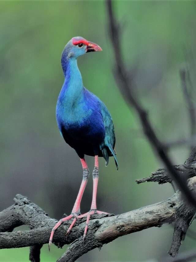 keoladeo national park : केवलादेव राष्ट्रीय उद्यान को विश्व धरोहर कब घोषित किया गया?