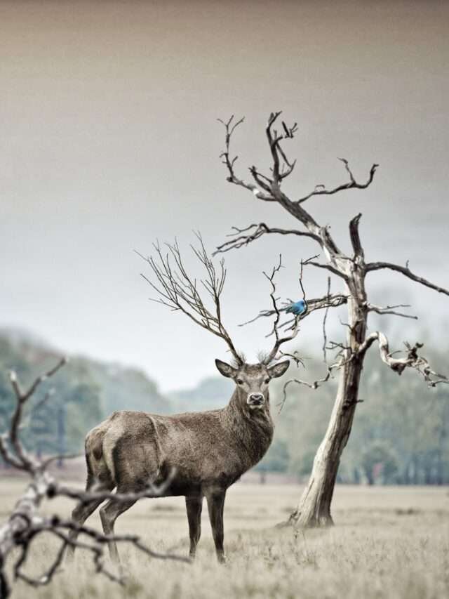 Satpura National Park : सतपुड़ा राष्ट्रीय उद्यान कहा स्थित है?