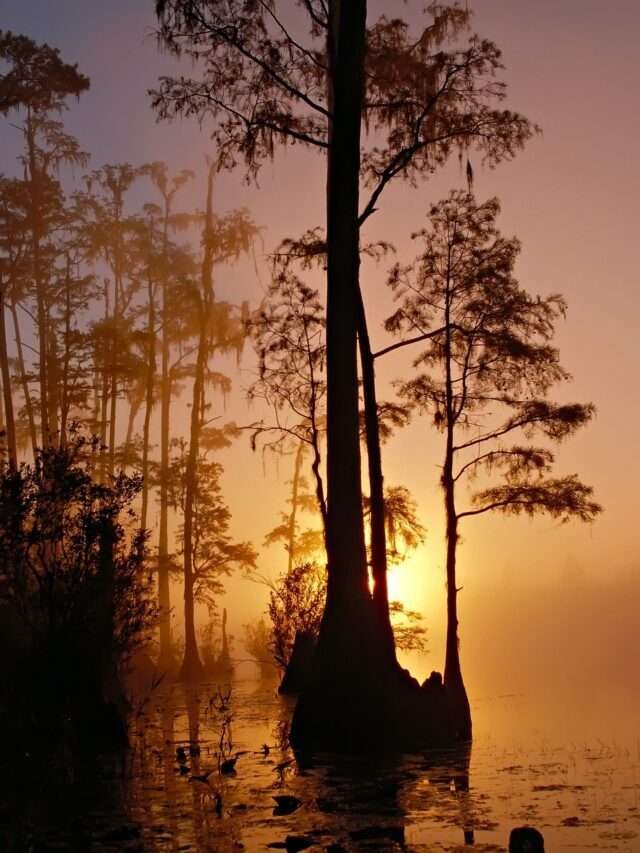 World Wetland Day 2023 : जानिए क्या है वेटलैंड डे 2023 की थीम