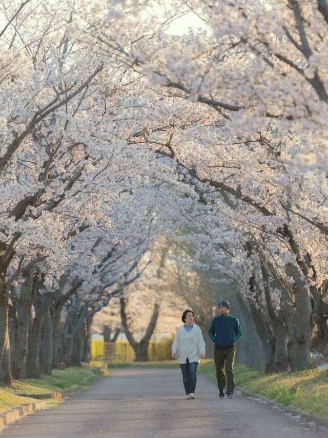 cherry blossom festival by shivarth education