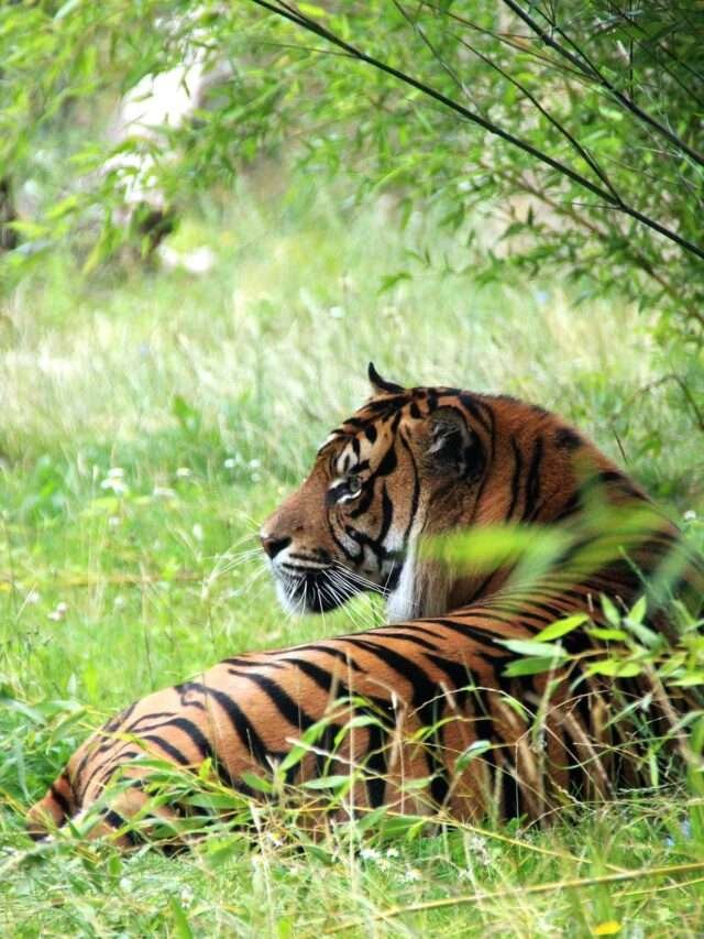 jim corbet national park by shivarth education