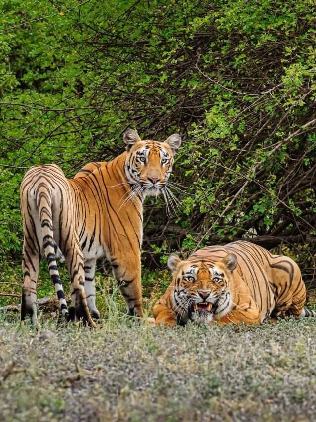bandipur tiger reserve by shivarth education