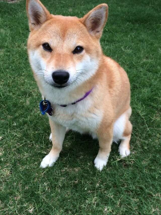 twitter logo by shivarth education