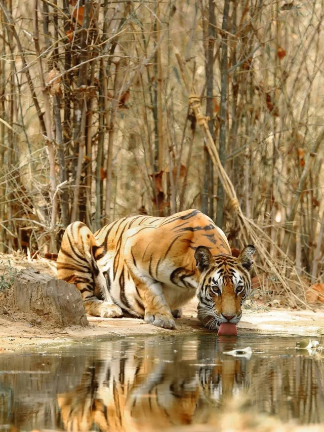 Bandhavgarh national park