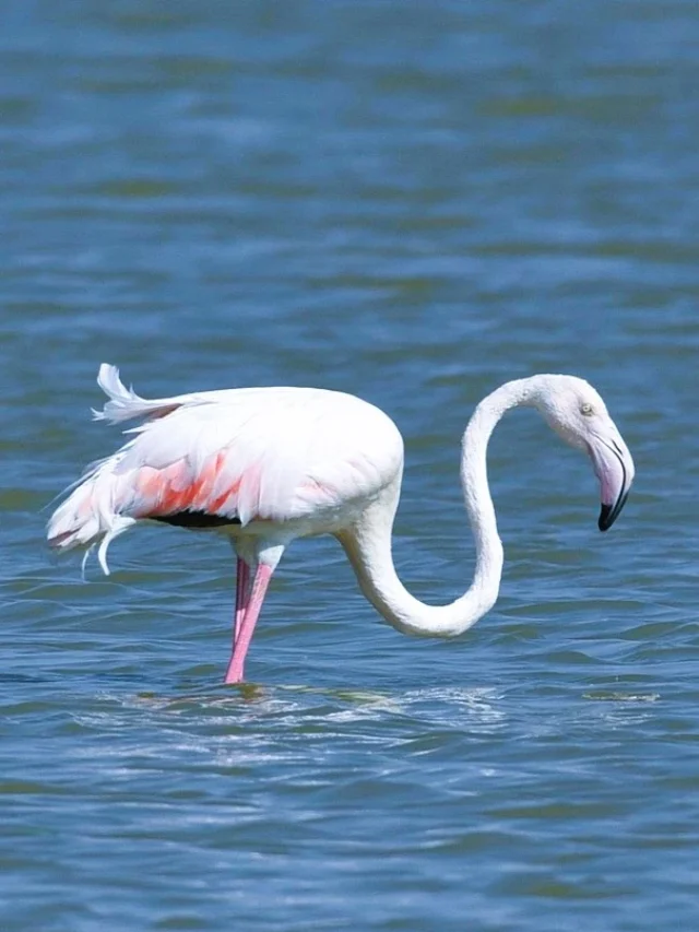 sambhar lake by shivarth education