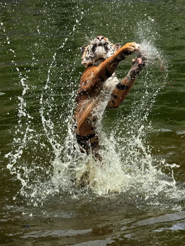 kanha national park in hindi