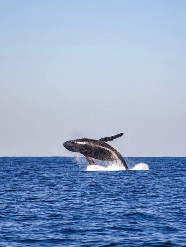 pacific ocean facts in hindi