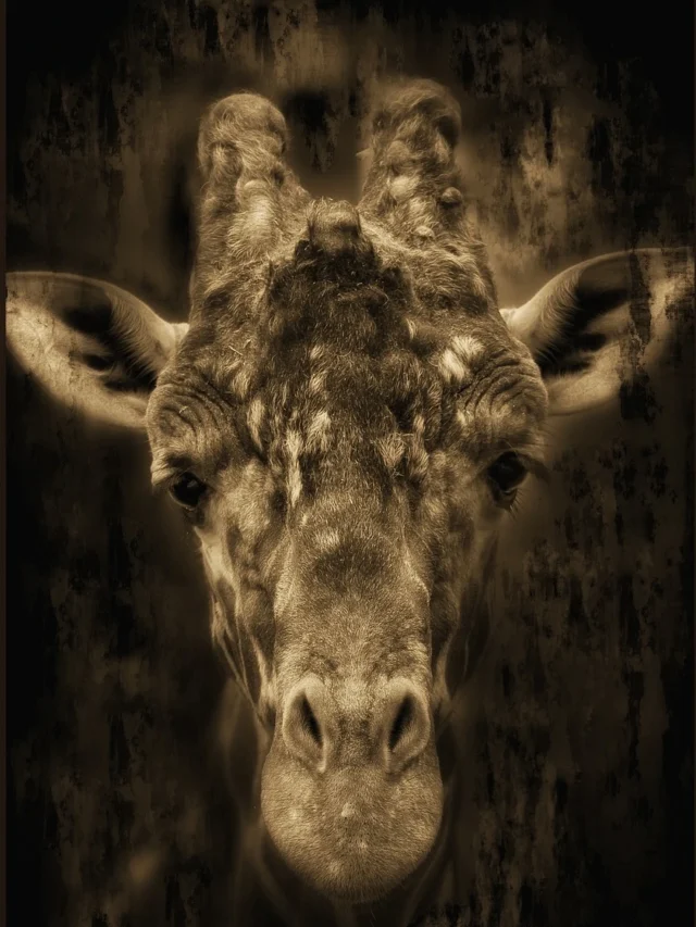 giraffe facts in hindi