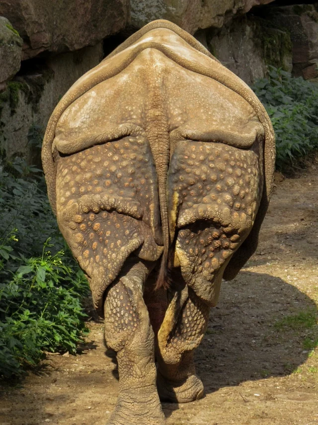 worlds fourth largest aquatic creature