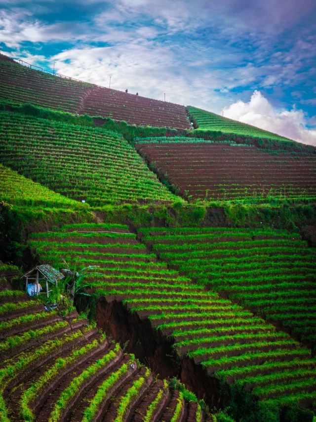 slash and burn farming hindi jhoom krishi