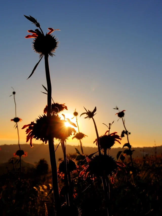 Land of Rising Sun in Hindi