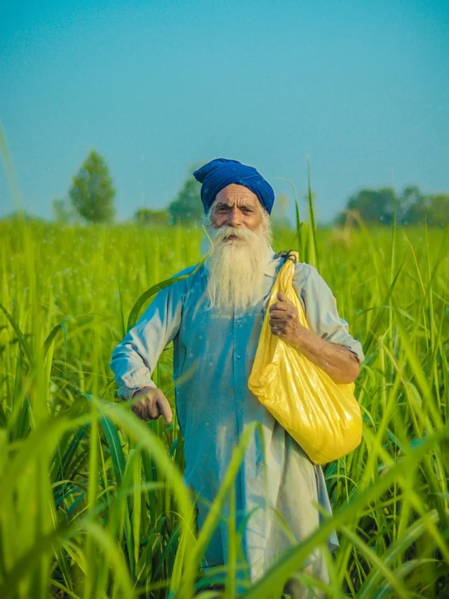 MSP Full Form in Hindi