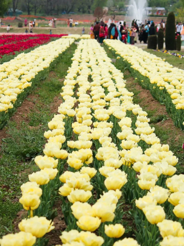 Tulip Festival in Delhi