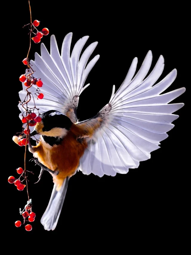 Indian States and Their State Bird