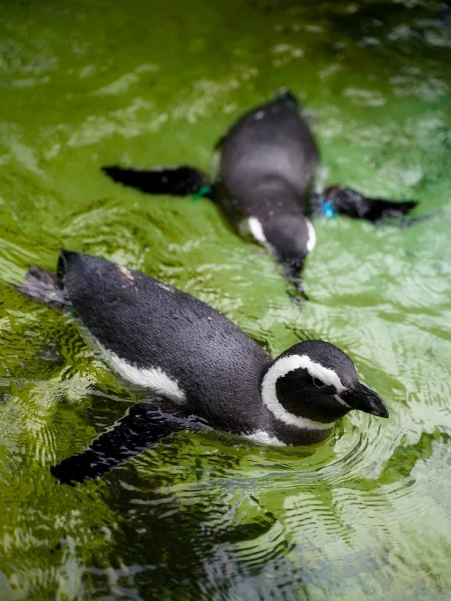 Interesting facts about penguin in hindi