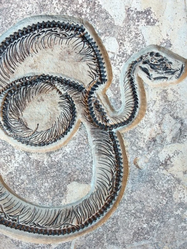 ancient snake discovered in india
