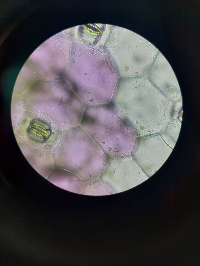 largest and smallest cell in hindi