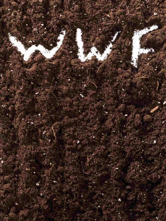 WWF Full Form in Hindi