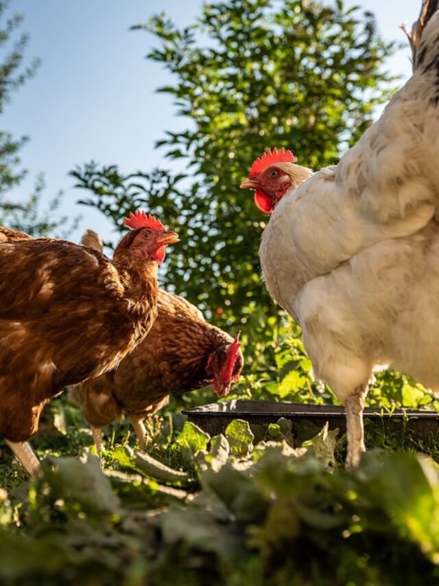 murgi pehle aai ya anda