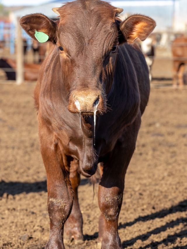 animal diseases in hindi